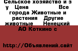 Сельское хозяйство и з/у › Цена ­ 2 500 000 - Все города Животные и растения » Другие животные   . Ненецкий АО,Коткино с.